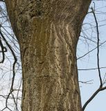 Styphnolobium japonicum. Верхняя часть ствола взрослого дерева. Германия, г. Кемпен, в озеленении улицы. 28.03.2013.