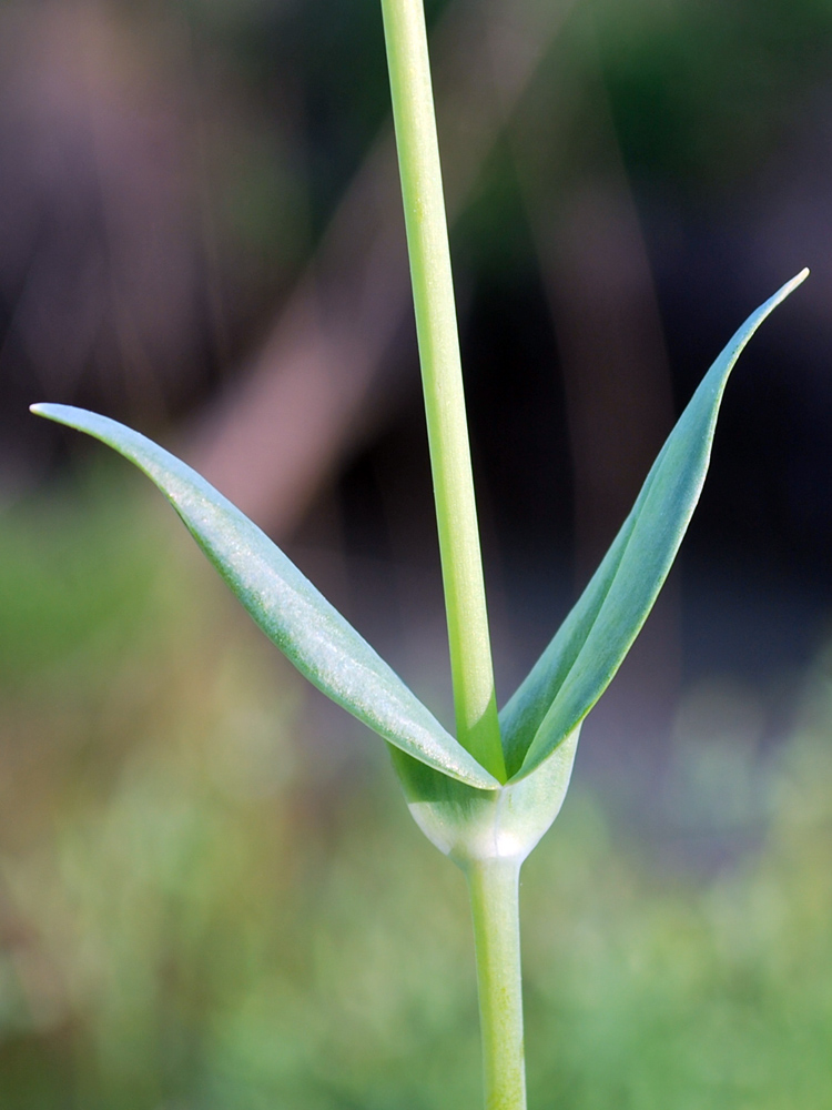 Image of Cerastium perfoliatum specimen.