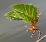 Fagus sylvatica