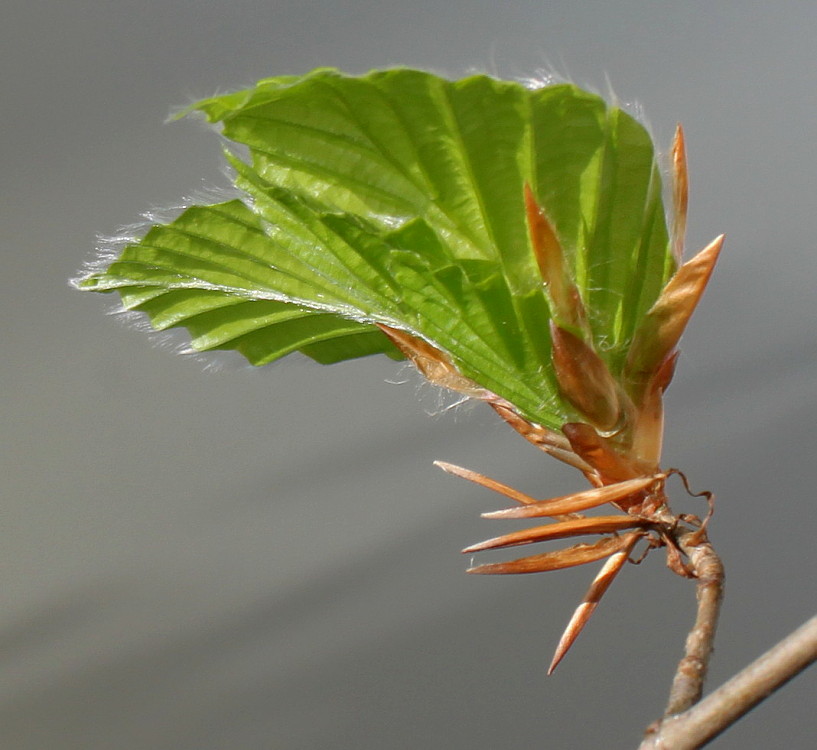 Image of Fagus sylvatica specimen.