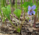 Viola mirabilis. Цветущее растение. Татарстан, г. Бавлы, лес. 04.05.2013.