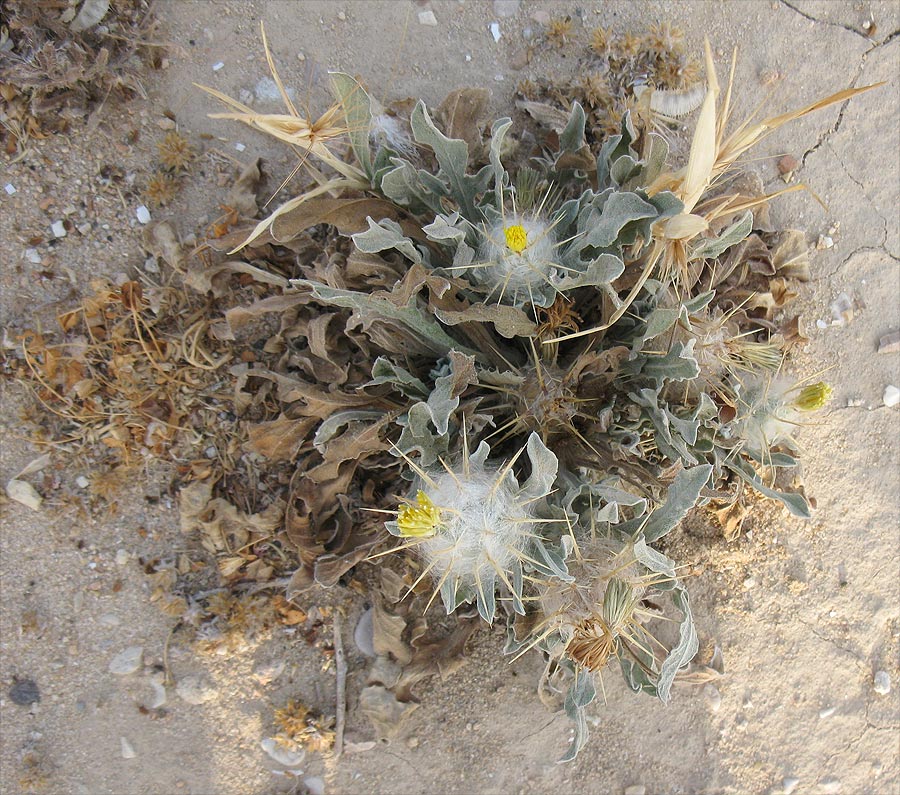 Image of Centaurea eriophora specimen.
