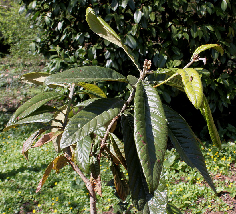 Image of Eriobotrya japonica specimen.