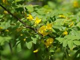 Caragana arborescens. Побег с цветками. Санкт-Петербург. 26 мая 2009 г.