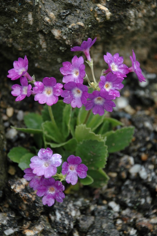 Изображение особи Primula pedemontana.