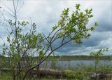 genus Salix. Цветущее растение. Карелия, берег оз. Сегозеро. 29.05.2011.