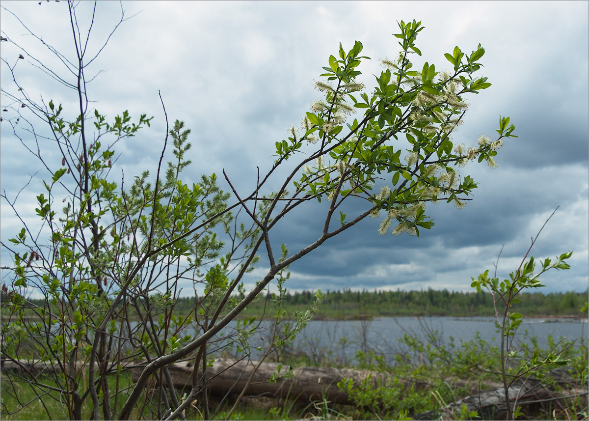 Image of genus Salix specimen.
