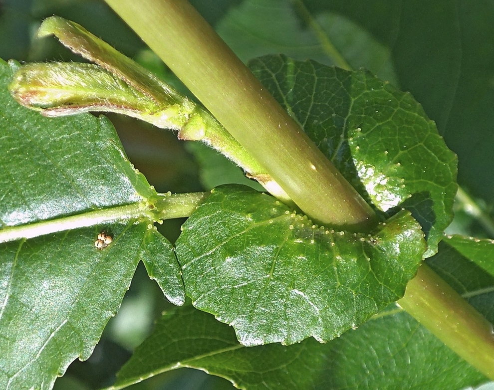 Image of Salix &times; schumanniana specimen.