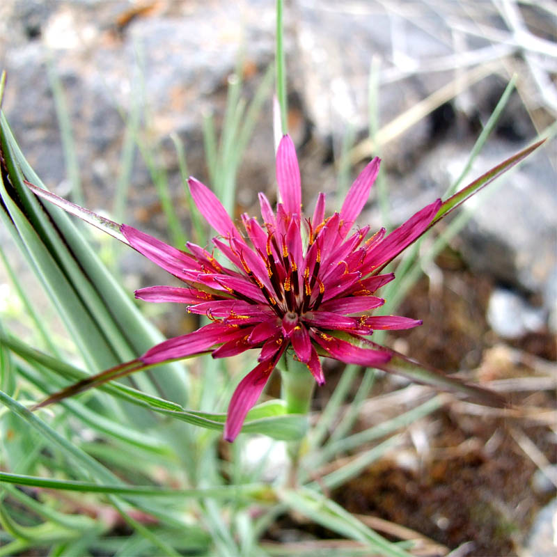 Изображение особи Tragopogon coloratus.