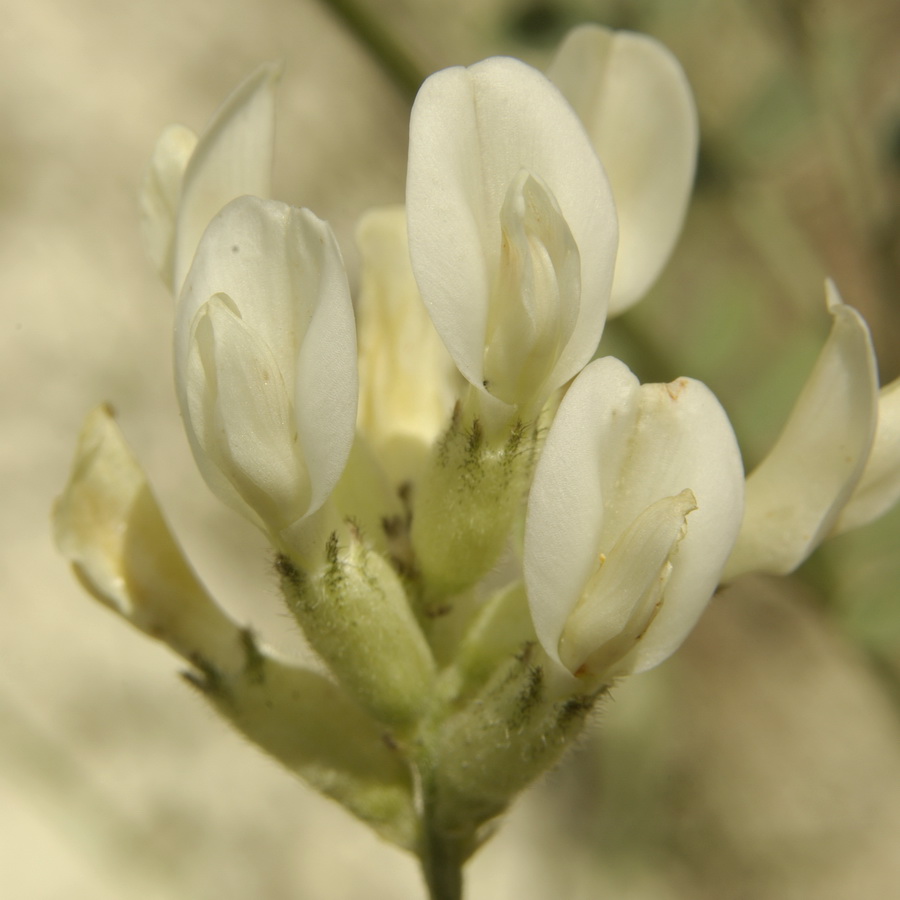 Изображение особи Astragalus glaucus.