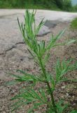 Artemisia vulgaris. Верхушка растения. Крым, Белогорский р-н, окр. с. Земляничное, у дороги. 23 июня 2013 г.