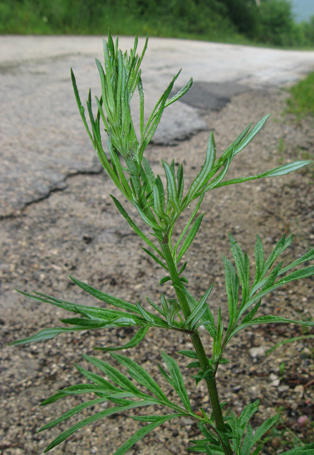 Изображение особи Artemisia vulgaris.