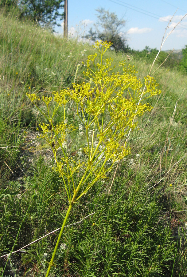 Image of Ferulago galbanifera var. brachyloba specimen.