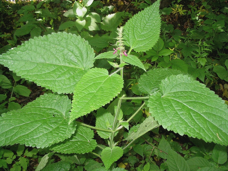 Image of Stachys sylvatica specimen.