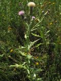 Cirsium arvense