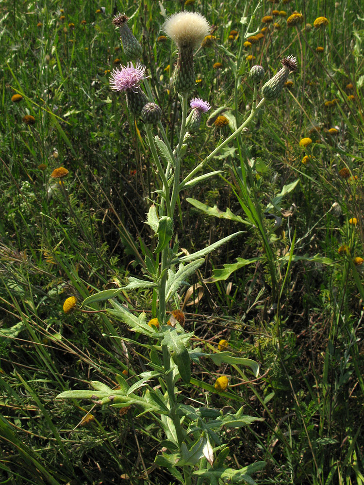 Image of Cirsium arvense specimen.