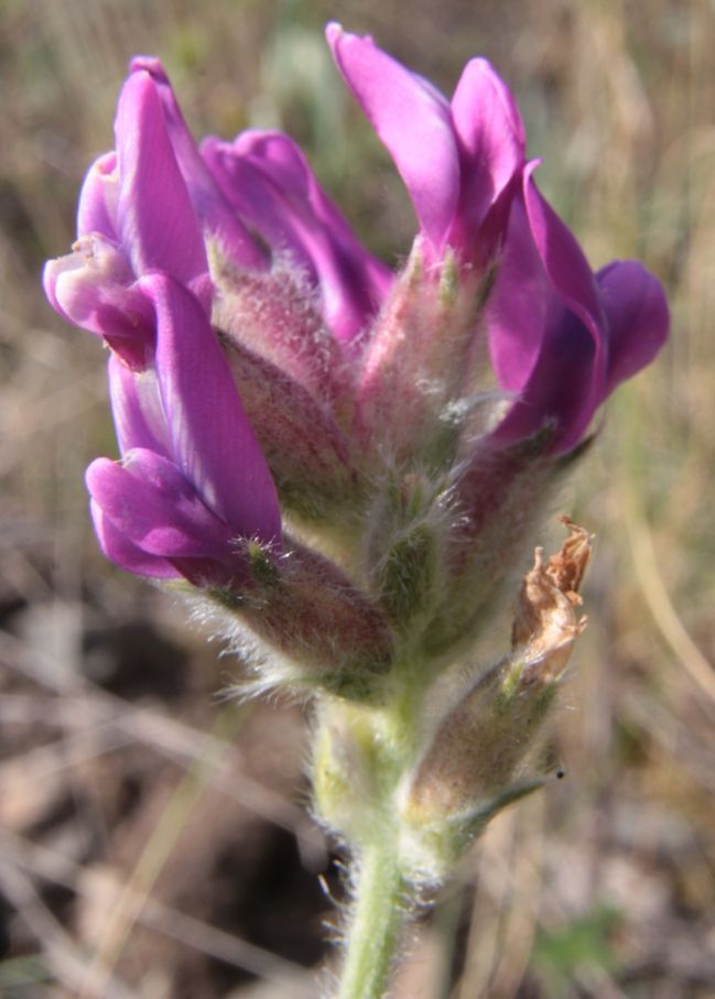 Image of Oxytropis sibajensis specimen.