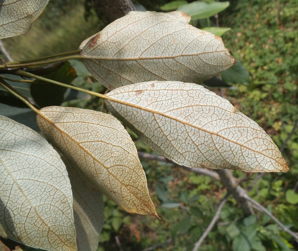 Image of Populus longifolia specimen.