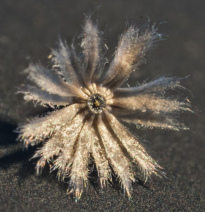 Image of Galinsoga parviflora specimen.