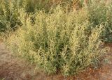 Atriplex tatarica