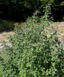 Chenopodium giganteum
