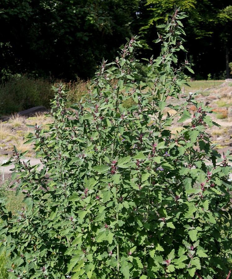 Image of Chenopodium giganteum specimen.