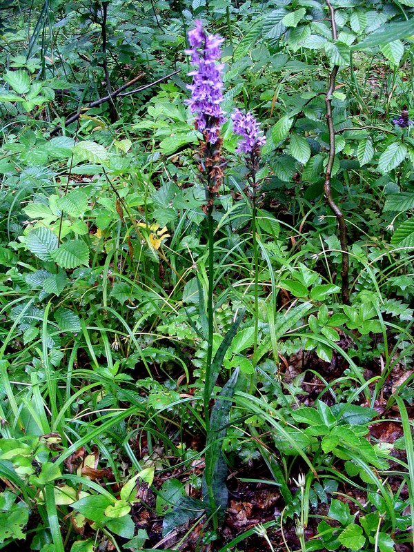 Image of Dactylorhiza fuchsii specimen.