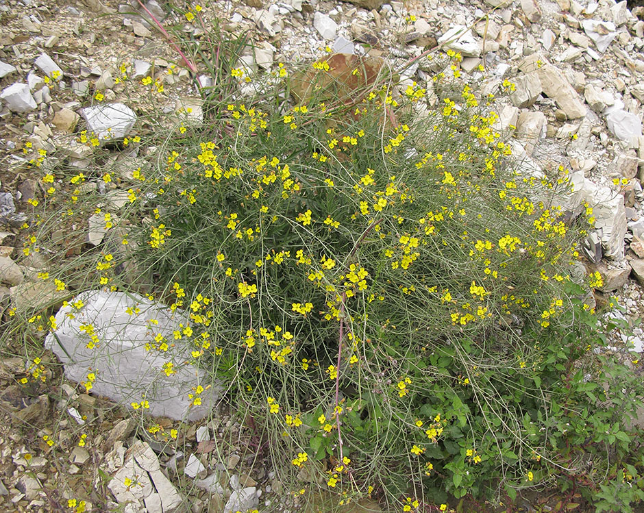 Изображение особи Diplotaxis tenuifolia.