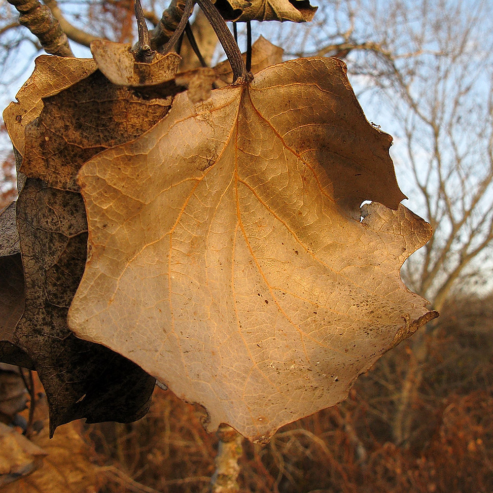Image of Populus alba specimen.