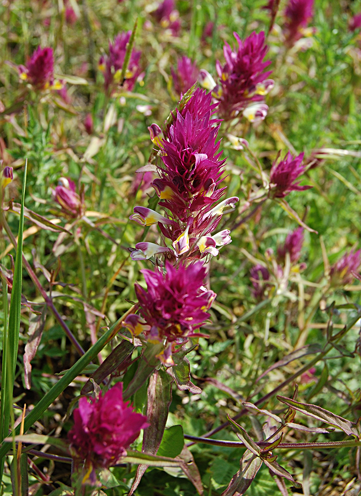 Image of Melampyrum arvense specimen.