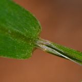 Setaria adhaerens