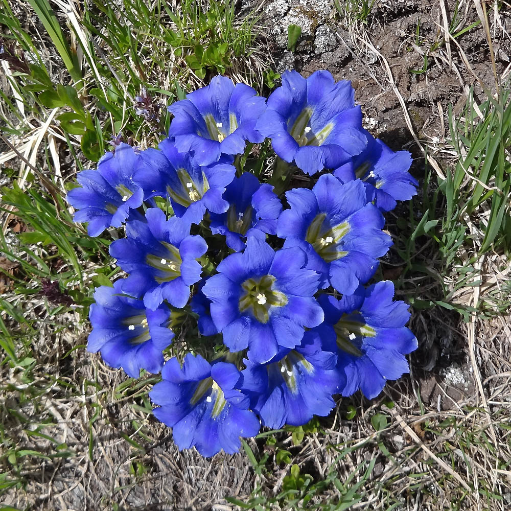 Image of Gentiana grandiflora specimen.