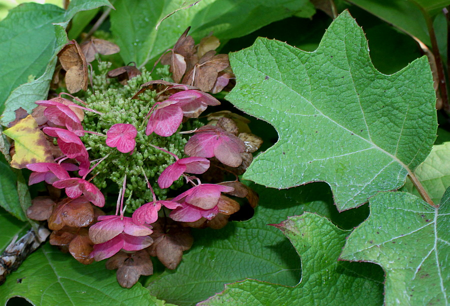 Image of Hydrangea quercifolia specimen.