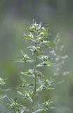 Lithospermum officinale. Верхушка цветущего растения. Саратов, Кумысная поляна. 02.06.2013.