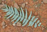 Boswellia elongata