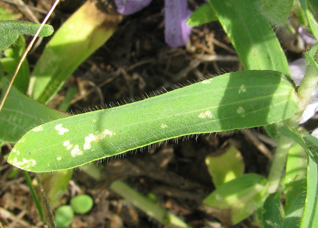 Image of Linum hirsutum specimen.