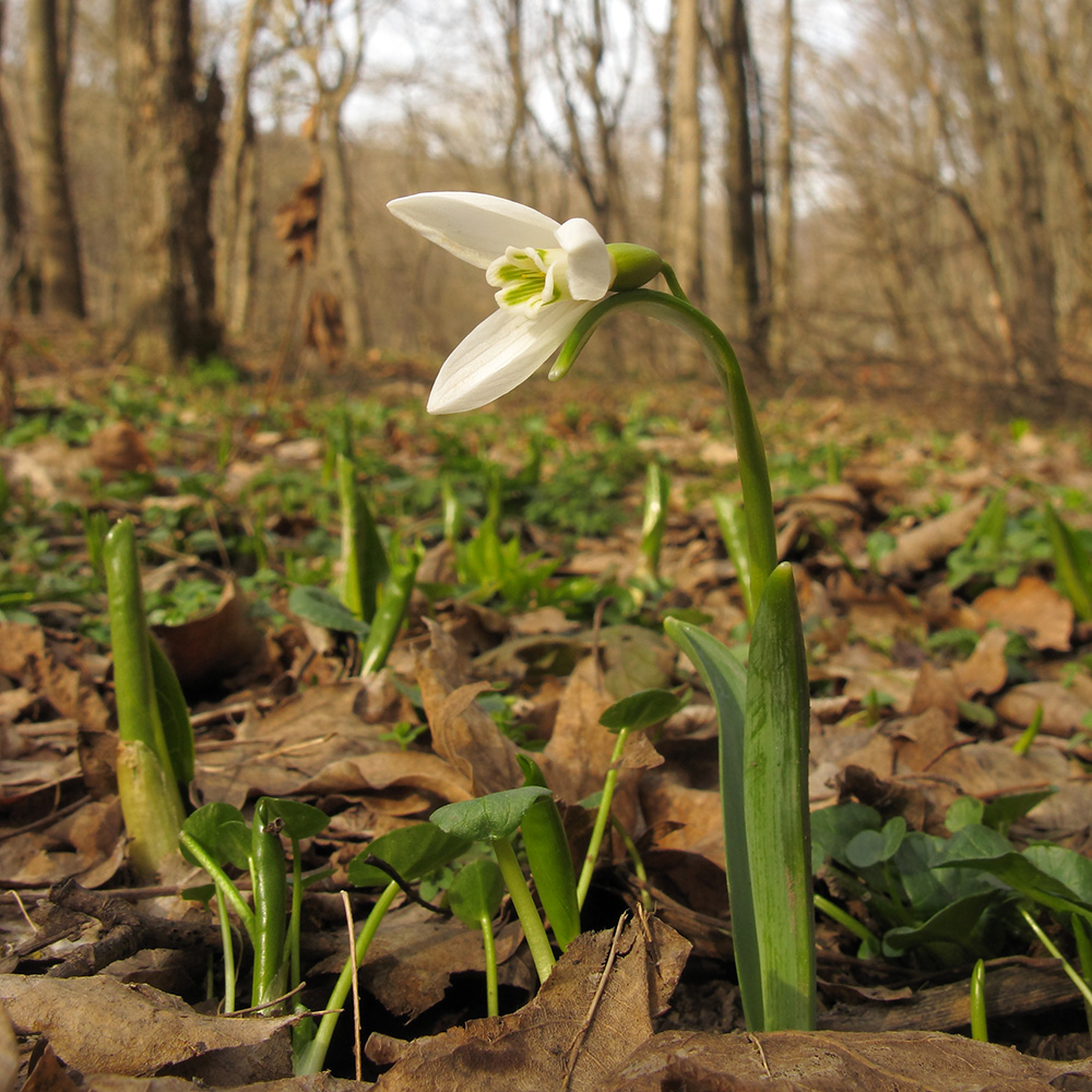 Изображение особи Galanthus alpinus.