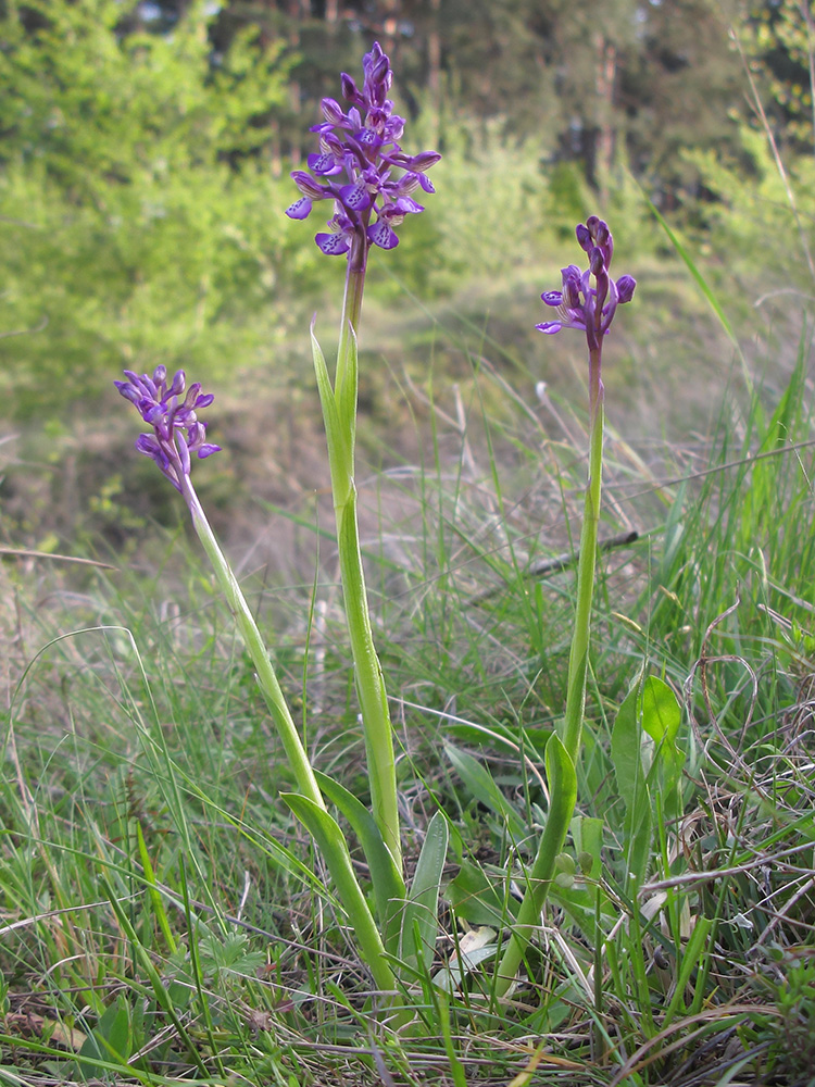 Изображение особи Anacamptis morio ssp. caucasica.