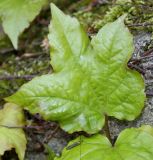 Parthenocissus tricuspidata. Лист и комар. Германия, г. Дюссельдорф, Ботанический сад университета. 04.05.2014.