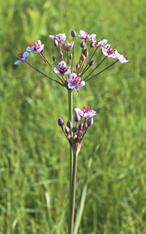 Изображение особи Butomus umbellatus.