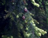 Tsuga canadensis. Часть ветви с шишками и молодыми побегами. Словения, г. Любляна, парк Тиволи. 07.05.2014.