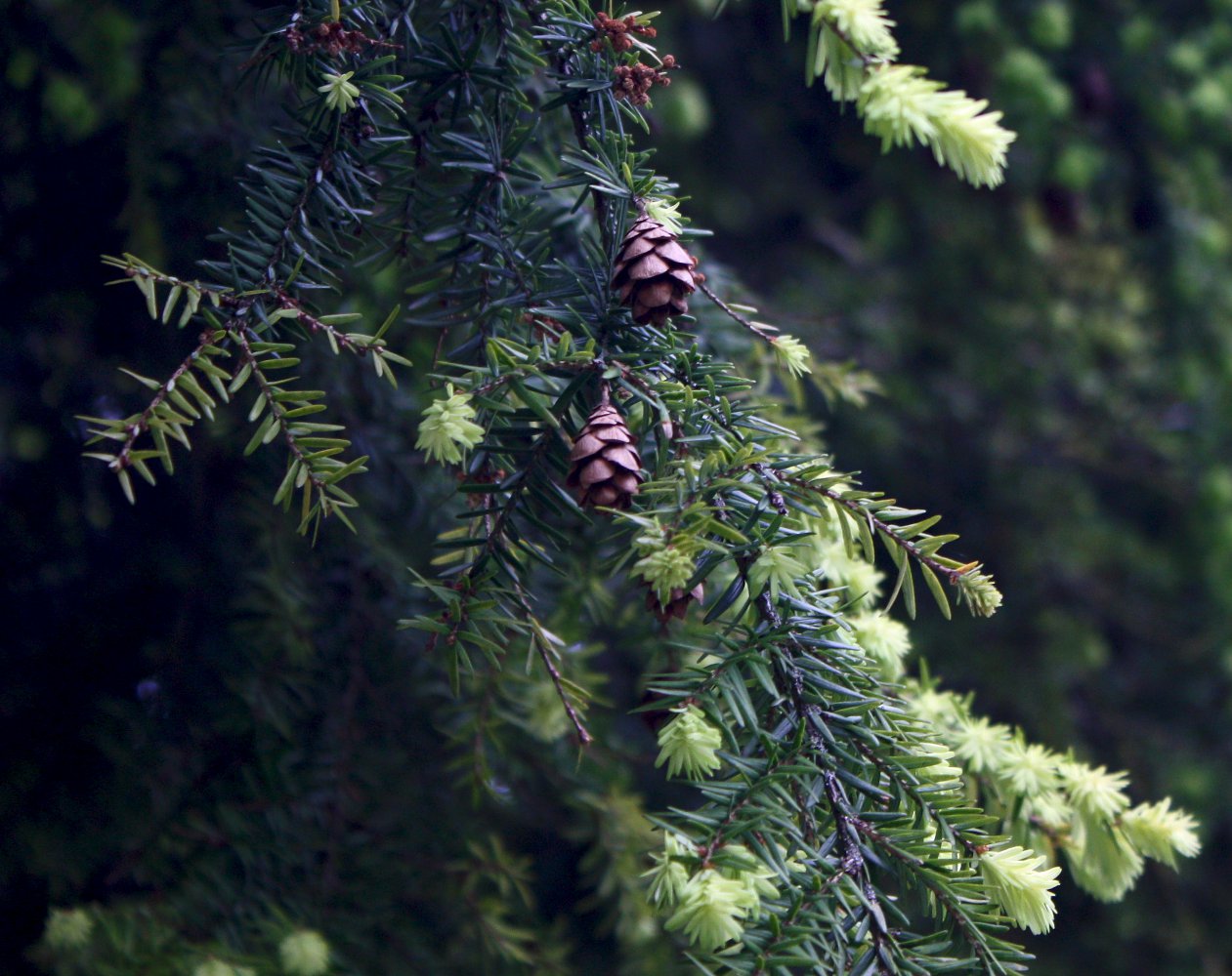 Изображение особи Tsuga canadensis.