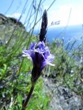 Lavandula canariensis