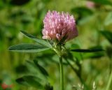 Trifolium medium