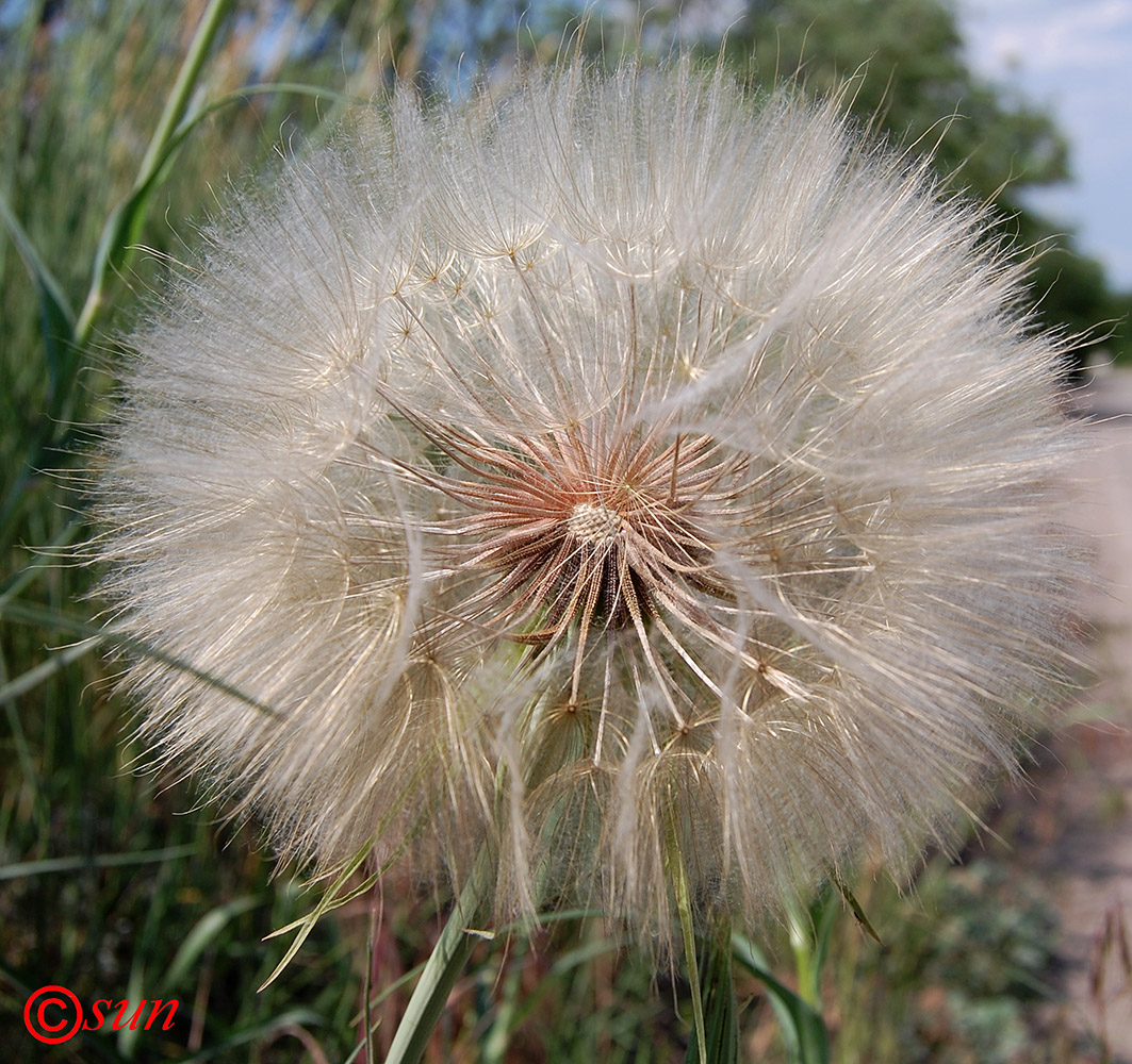 Image of Tragopogon dubius ssp. major specimen.