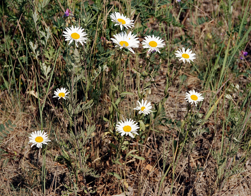 Изображение особи Leucanthemum vulgare.