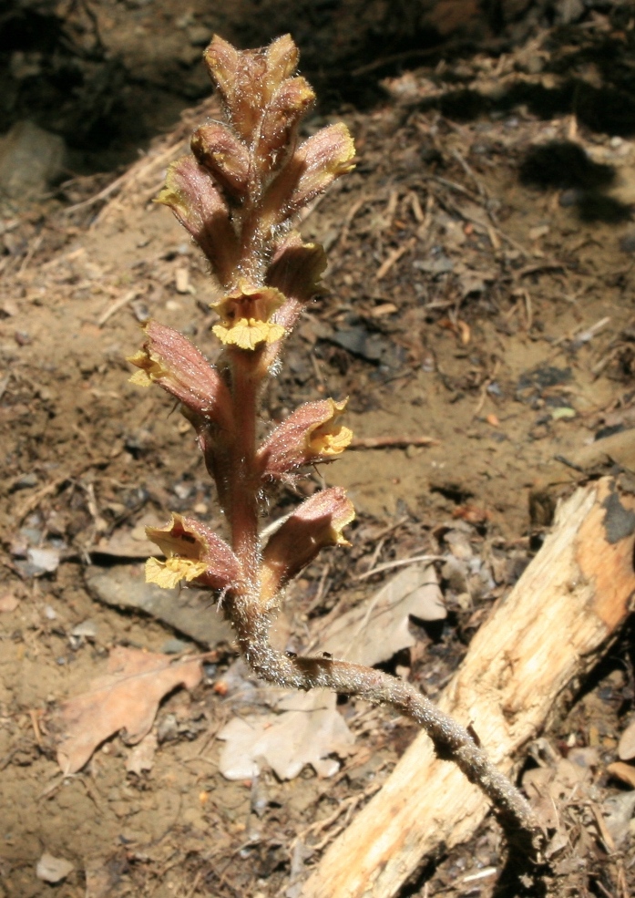 Изображение особи Orobanche laxissima.