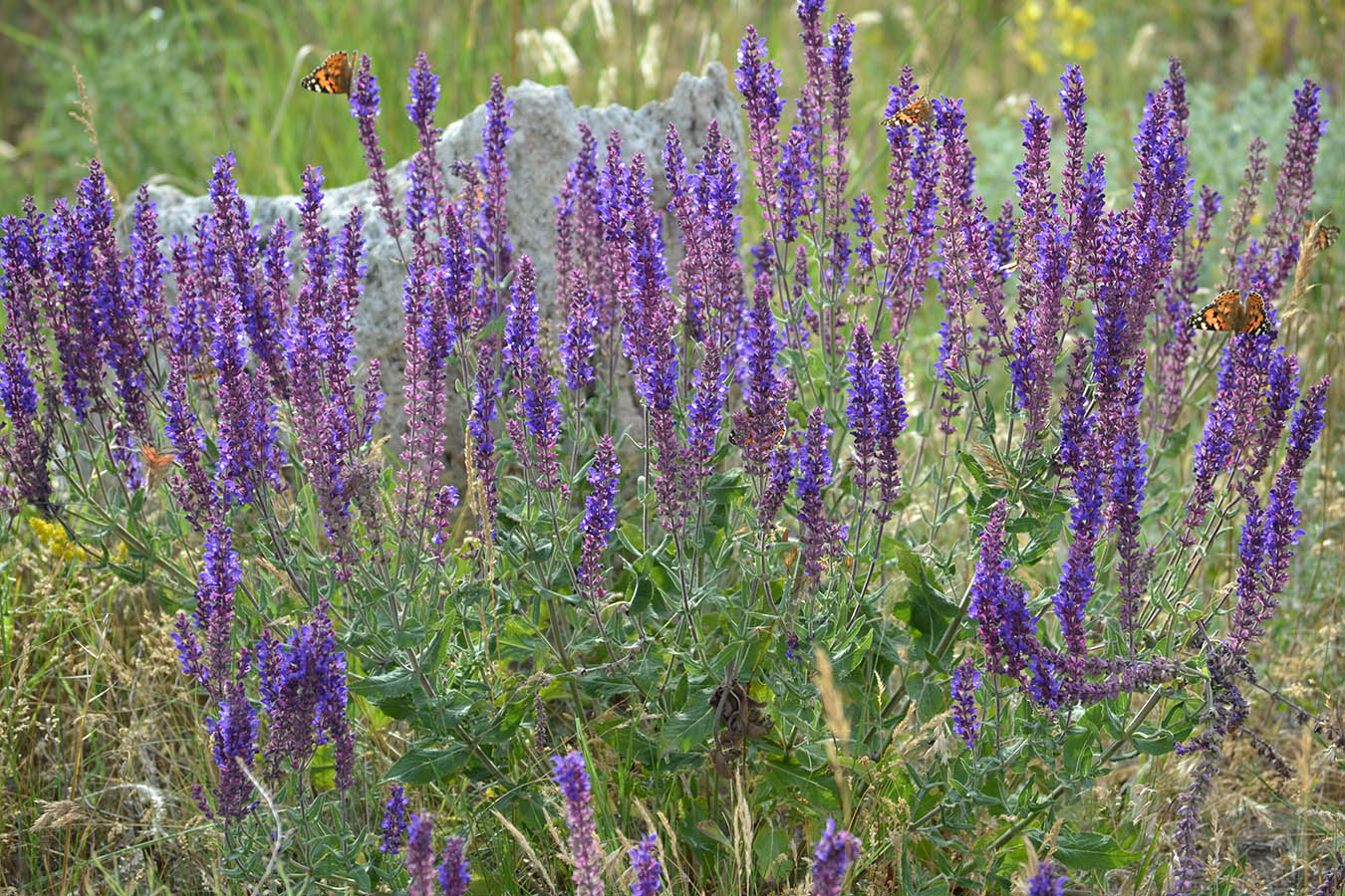 Изображение особи Salvia tesquicola.