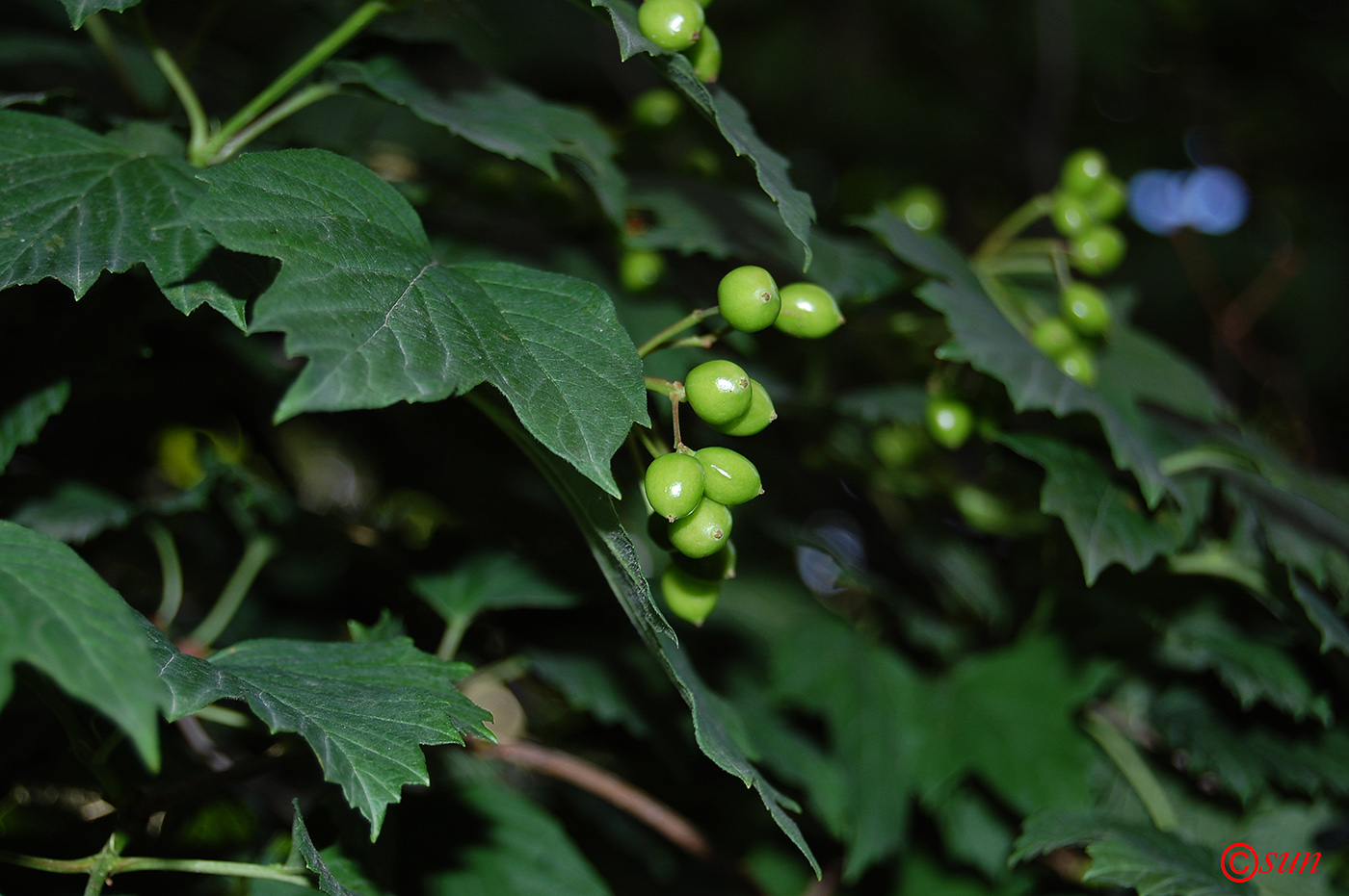 Изображение особи Viburnum opulus.