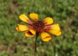 род Gaillardia